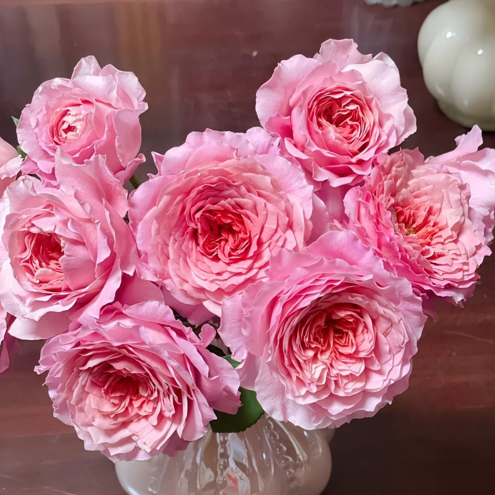 Eisvogel Rose Plant | 翠鸟 image 3
