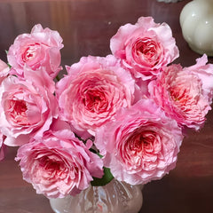 Eisvogel Rose Plant | 翠鸟 image 3