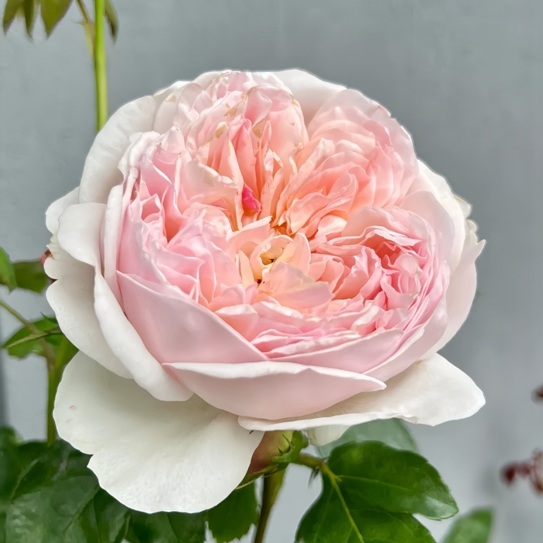 Evelyn Rose Plant｜伊芙琳 image 7