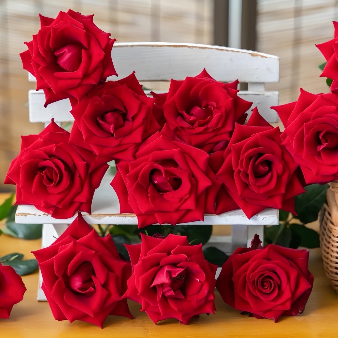 Bloody Rose Plant|布拉迪 image 6