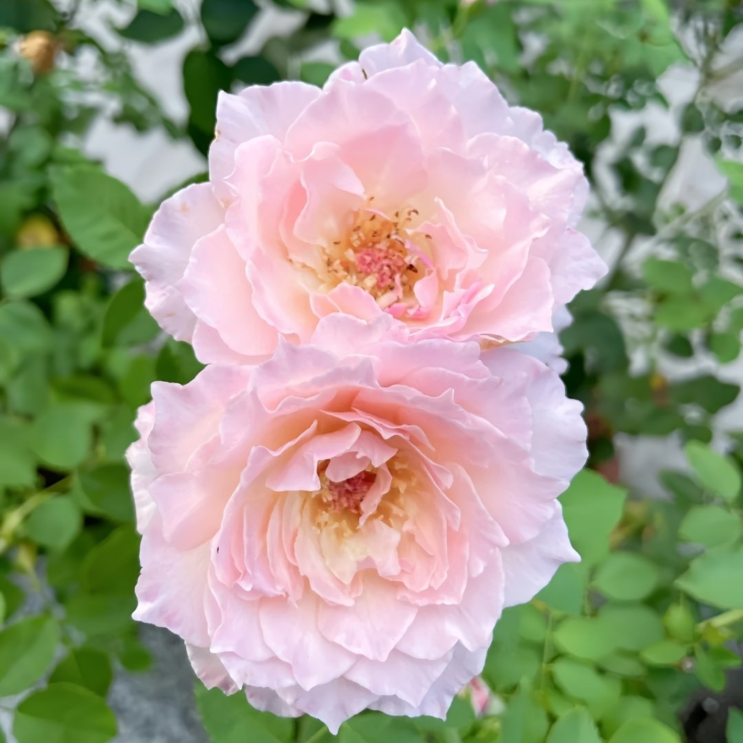 Ningzhi Rose Plant｜凝脂 image 6