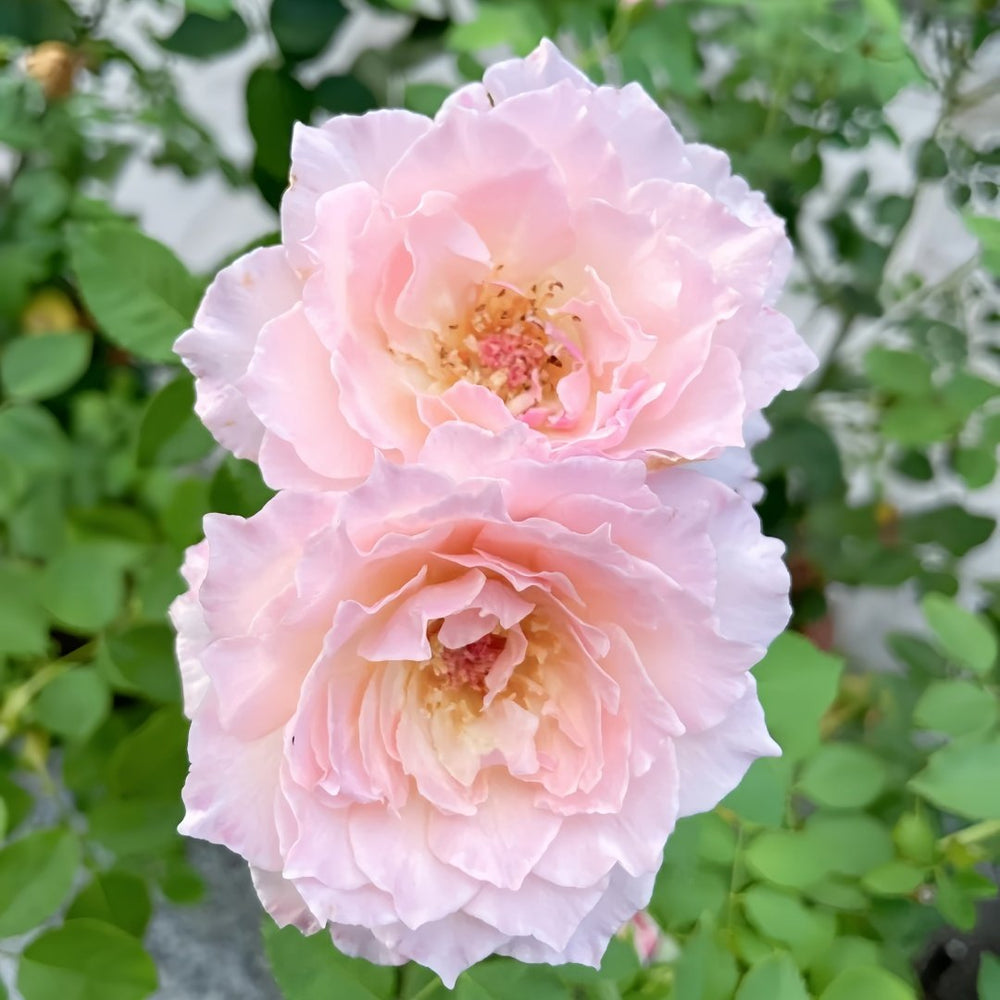 Ningzhi Rose Plant｜凝脂 image 6