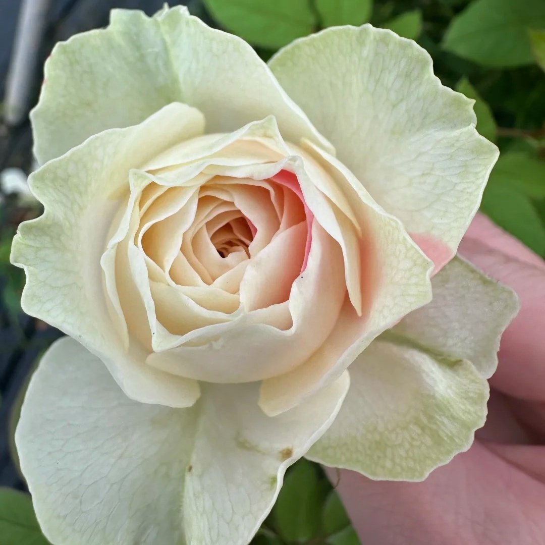 Lovely Harper Rose Plant | 可爱的哈珀 image 4