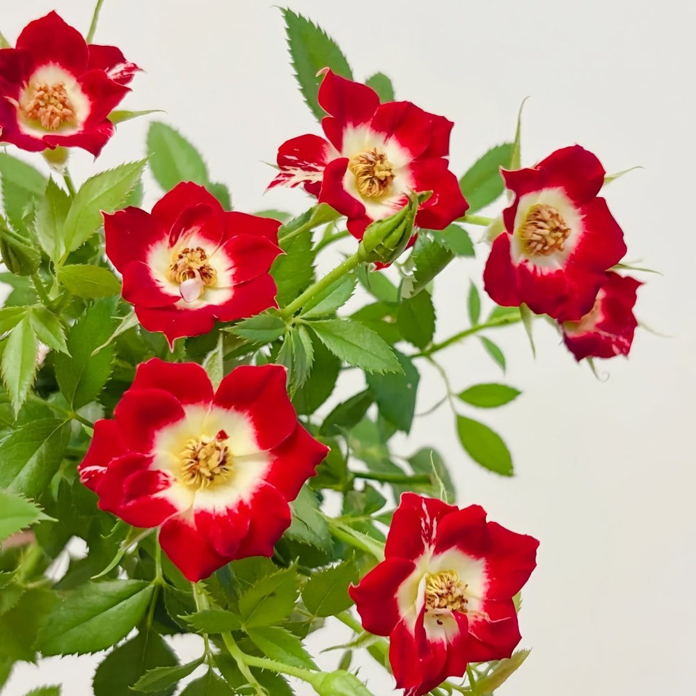 Little Artist Rose Plant|小画家 image 6