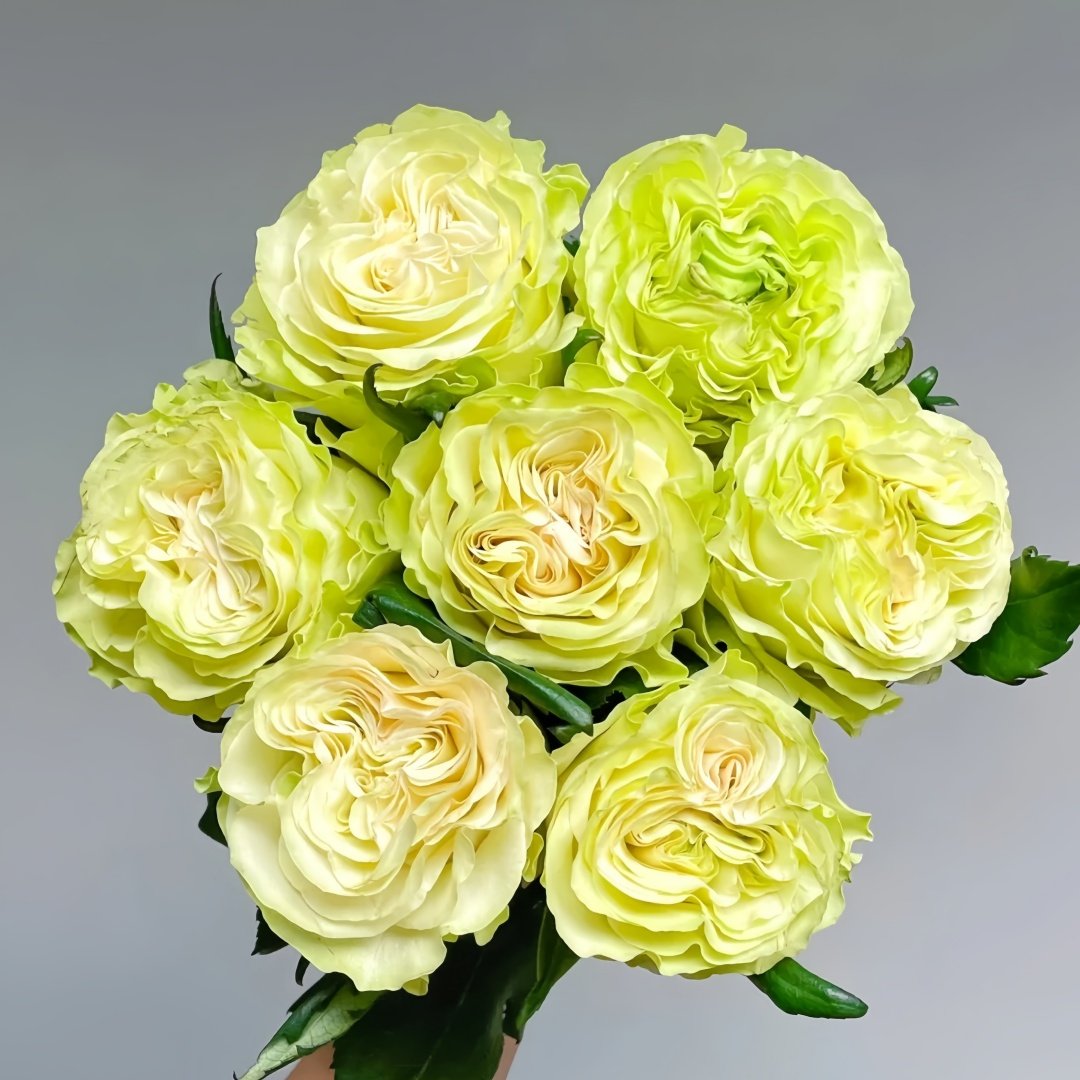Dynamic Rose Plant|琉璃翠 image 0