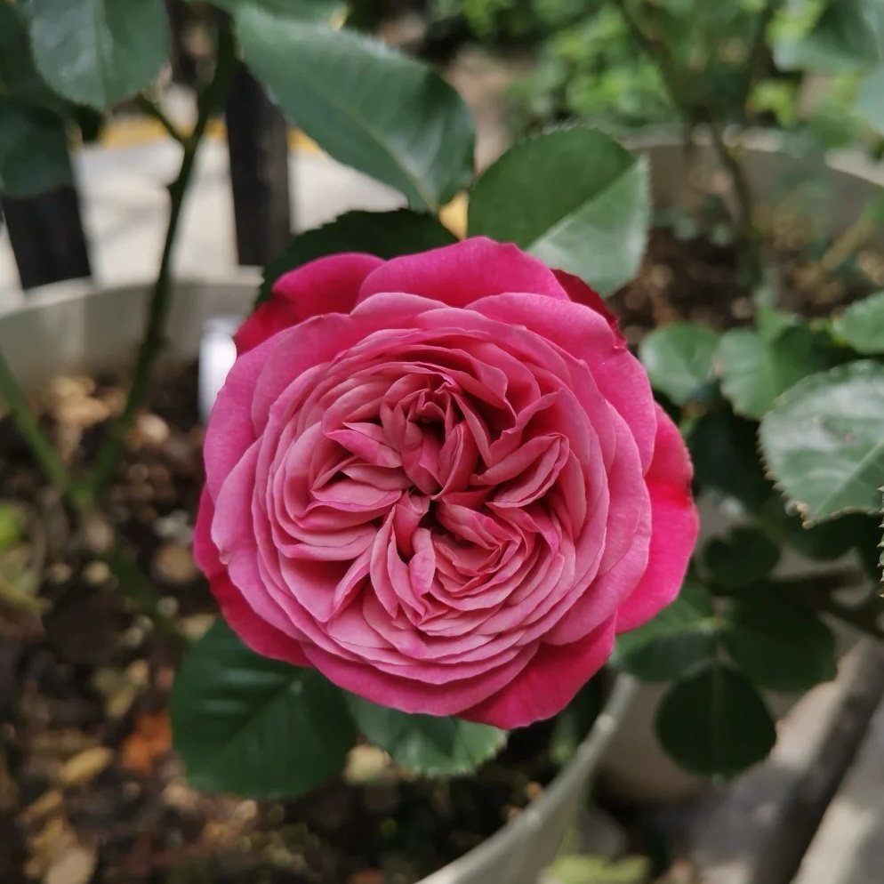 Party Trendsetter Rose Plant｜潮流派对 image 5