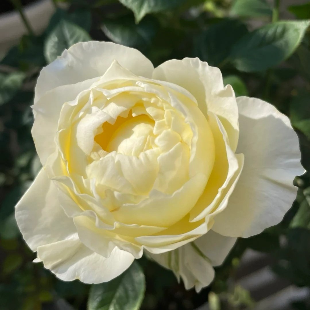 Fuguang Rose Plant | 浮光-Pre-Sales image 5