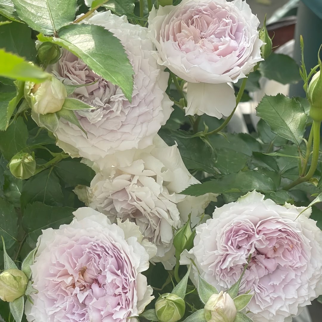 Floating Moon Rose Plant|浮月 image 5