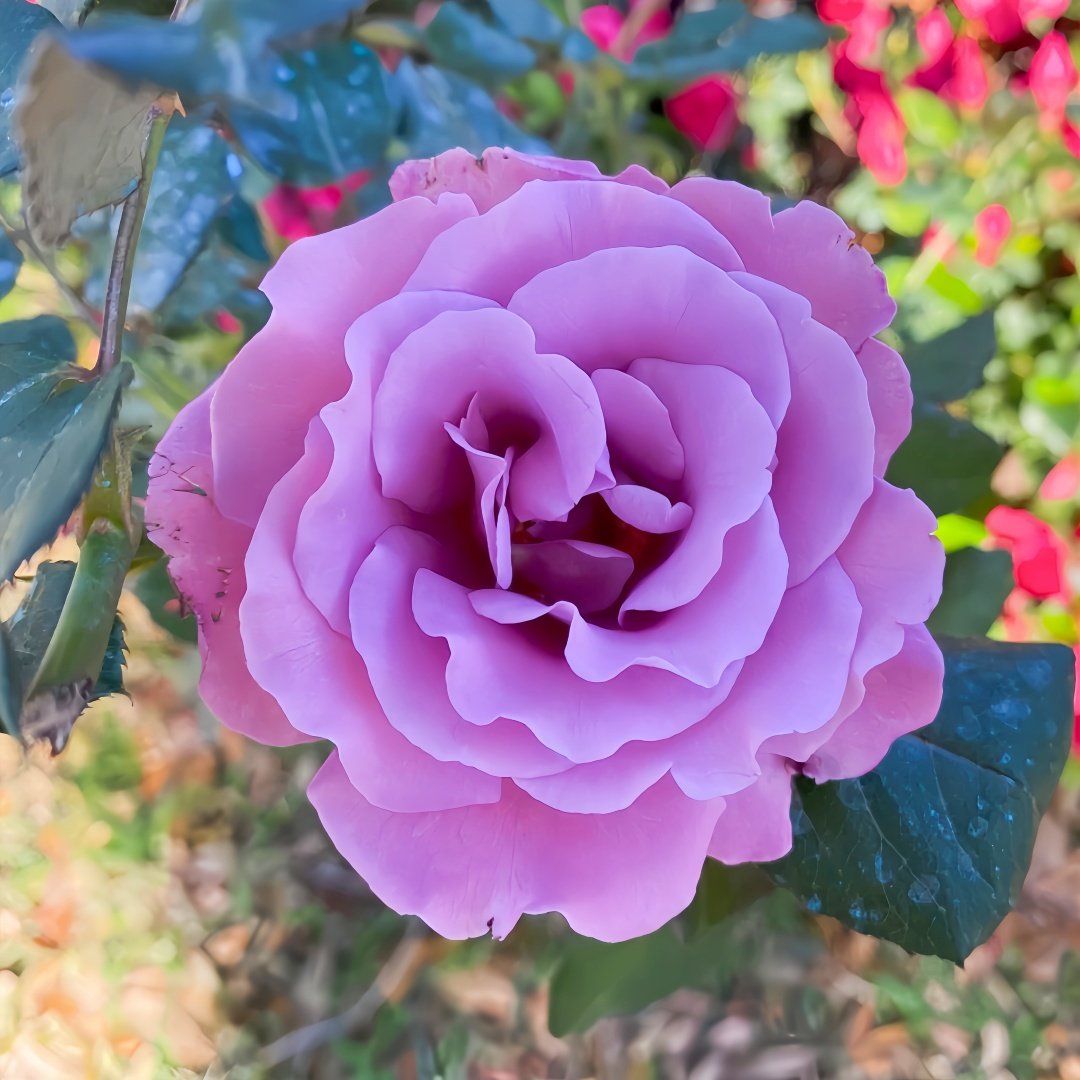 Angel Face Rose Plant|天使面容 image 8