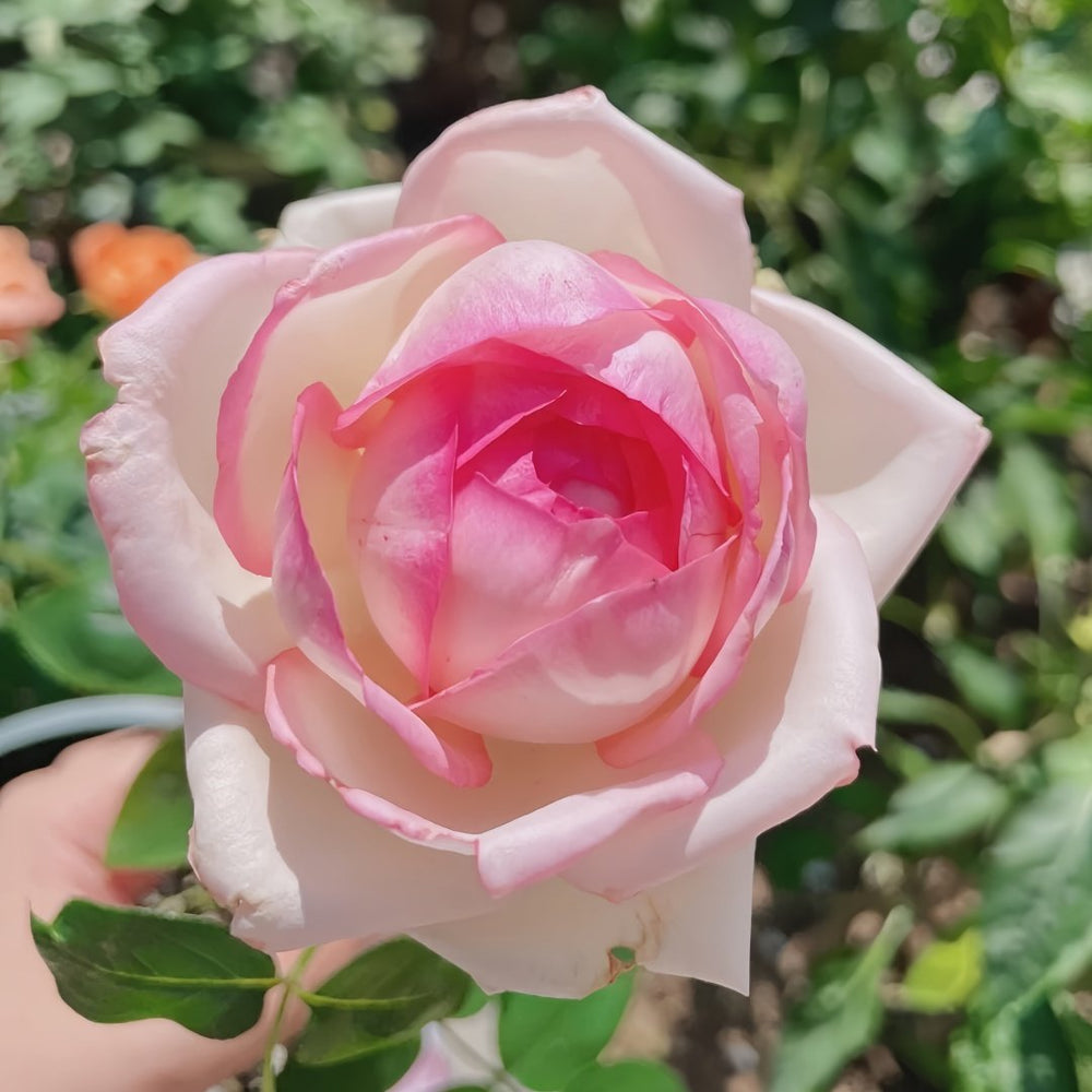 Optimiste Rose Plant｜乐天派 image 4