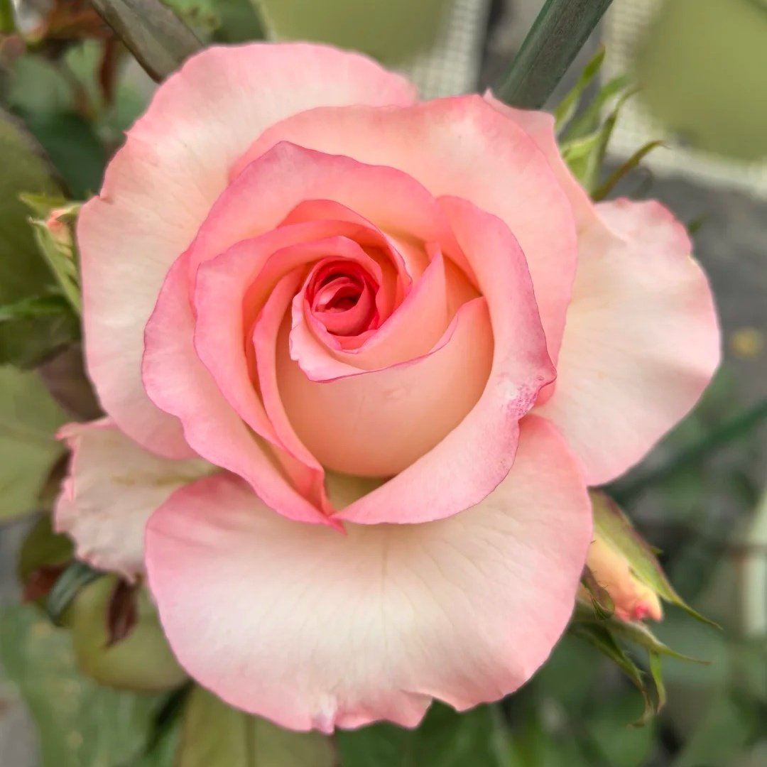 BouLevard Rose Plant|林荫大道 image 2