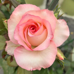 BouLevard Rose Plant|林荫大道 image 2