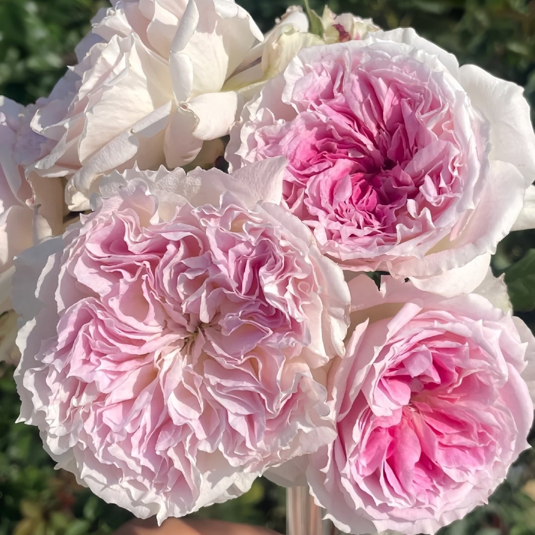 Kírkē Rose Plant｜瑟西 image 9