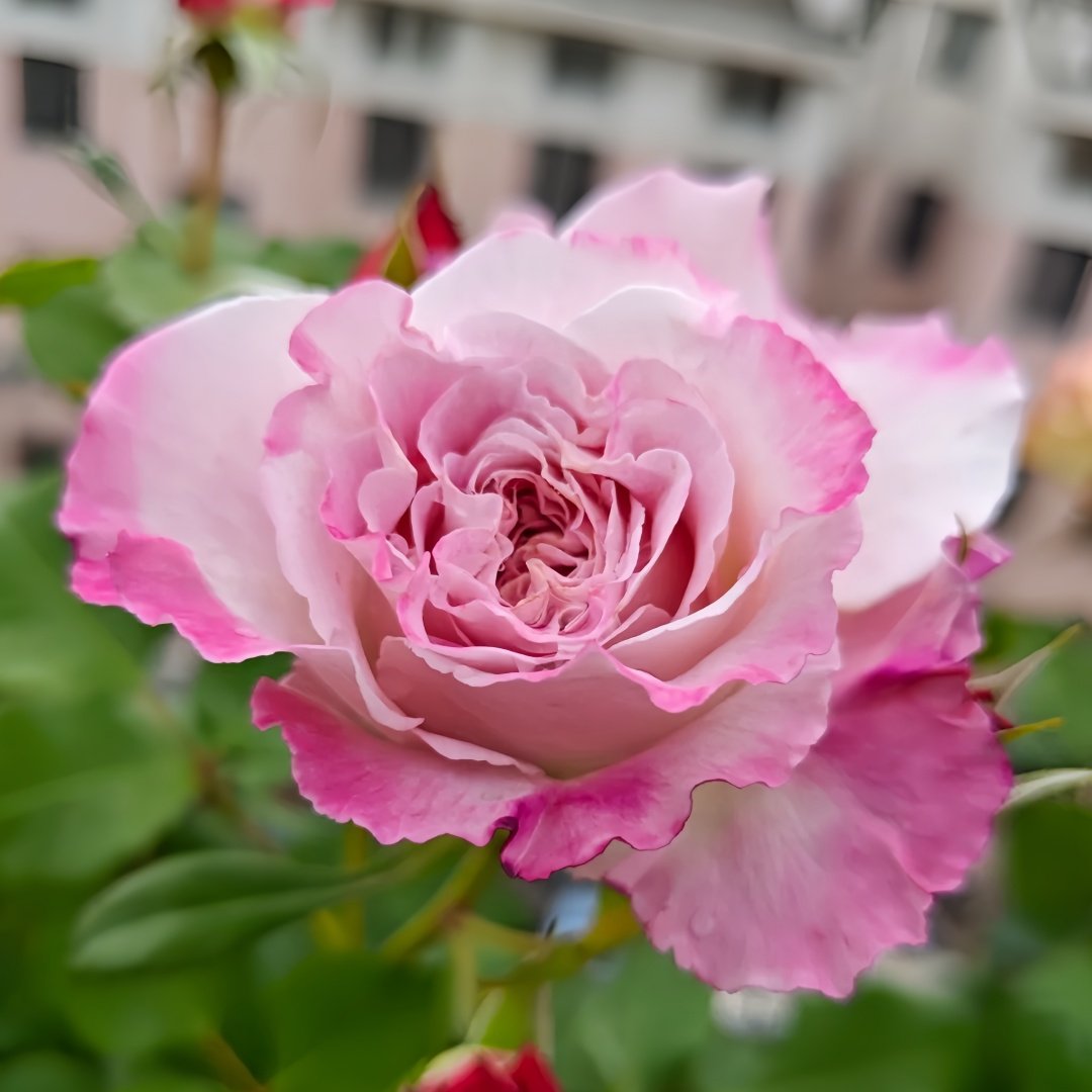 Bella Linda Fairy Rose Plant｜贝拉琳达仙女 image 1