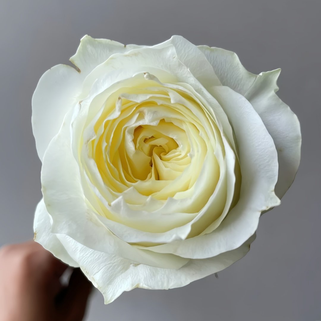 Coldplay Rose Plant|酷玩 image 0