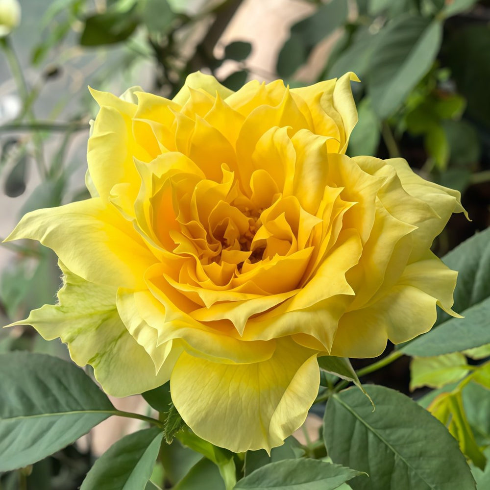 Sunny antike Rose Plant|阳光古董 image 5