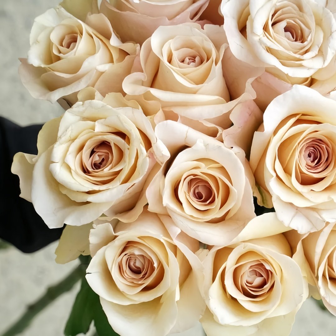 Brut Rose Plant｜布鲁特 image 5