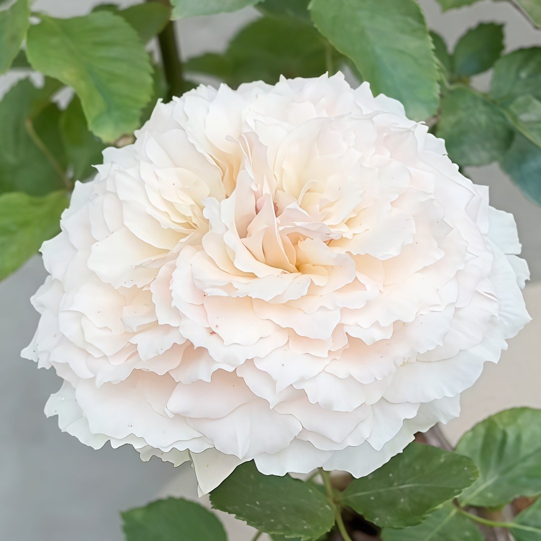 Tsumugi Rose Plant|紬-轻柔 image 4