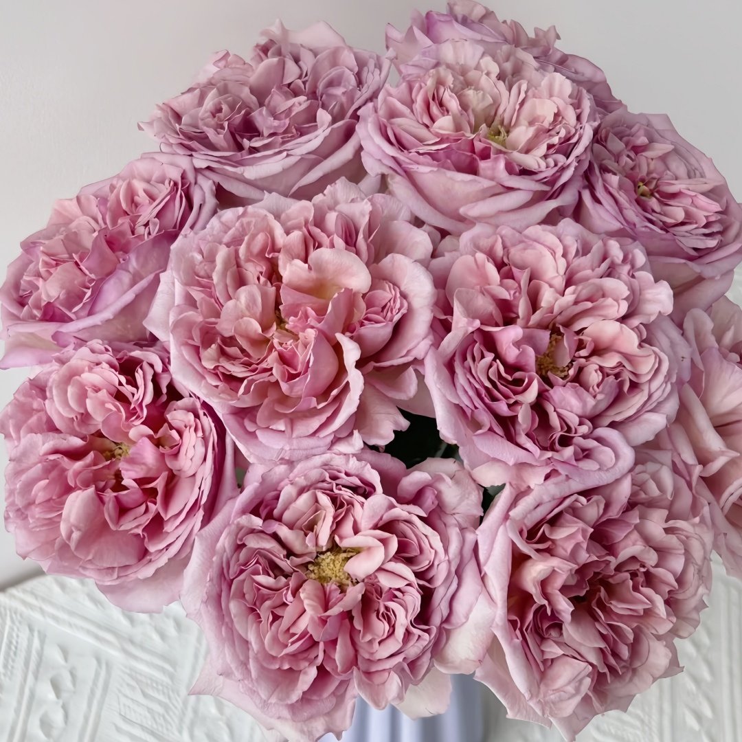 Chocolate Romantica Rose Plant｜浪漫巧克力 image 1