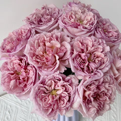 Chocolate Romantica Rose Plant｜浪漫巧克力 image 1