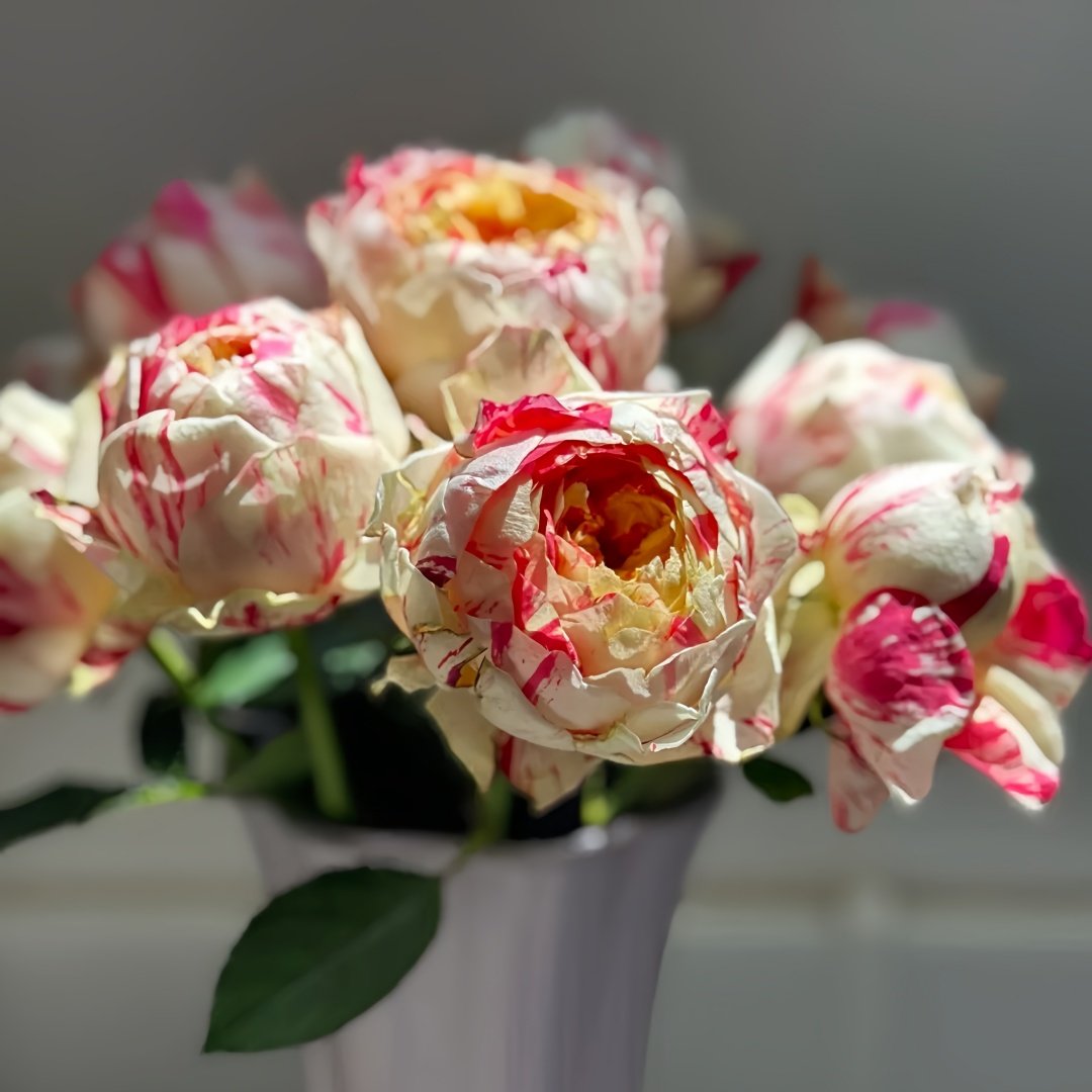 Party Ranuncula Rose Plant|狂欢派对 image 6