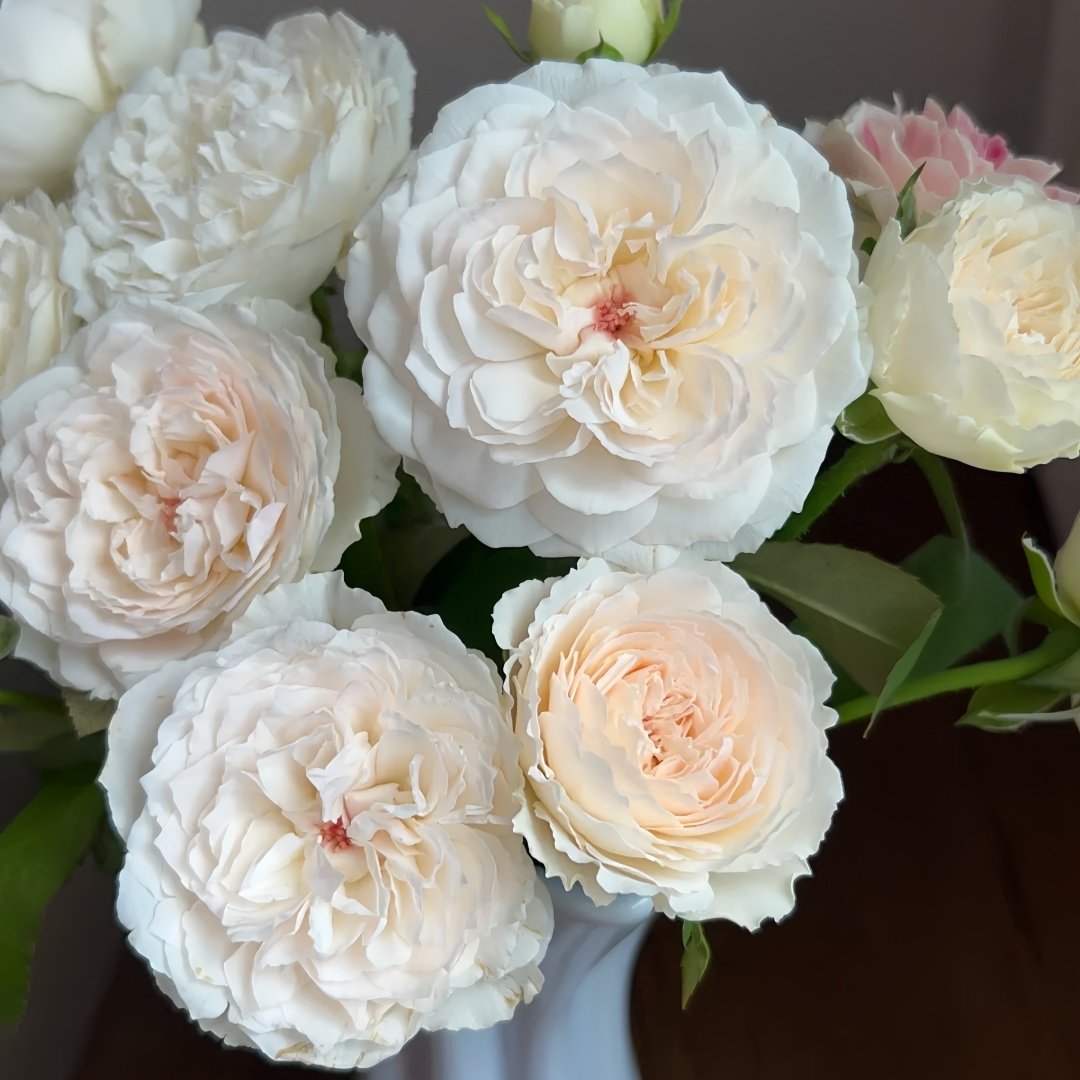 Cocotte Rose Plant | 可爱瓷 image 6