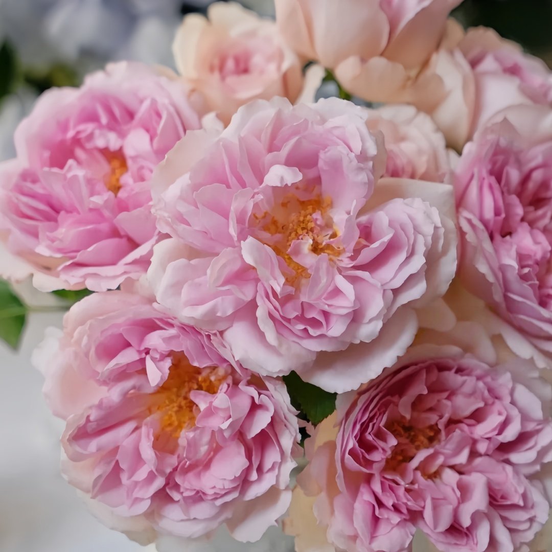Antoinette Rose Plant|绝代艳后 image 0
