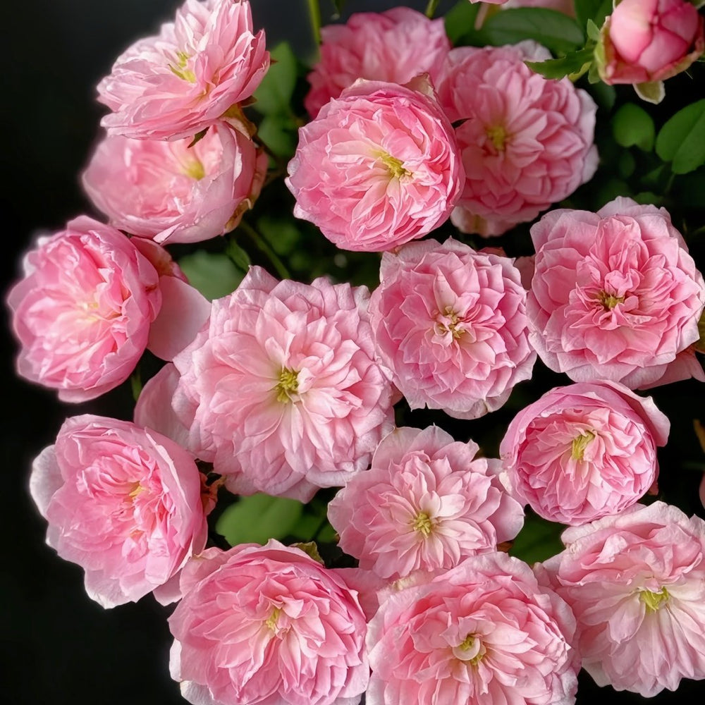 Miyako Rose Plant｜京/宫古 image 8