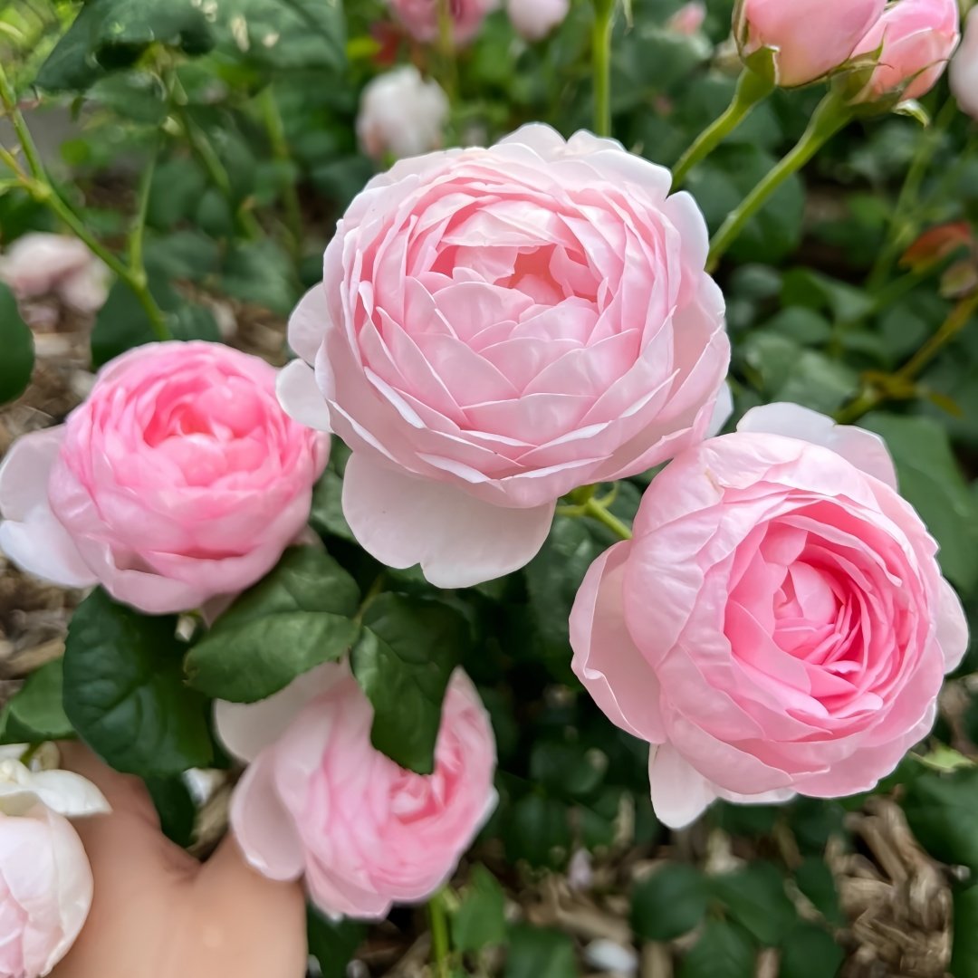 Scepter’d Isle Rose Plant｜权杖岛玫瑰 image 5