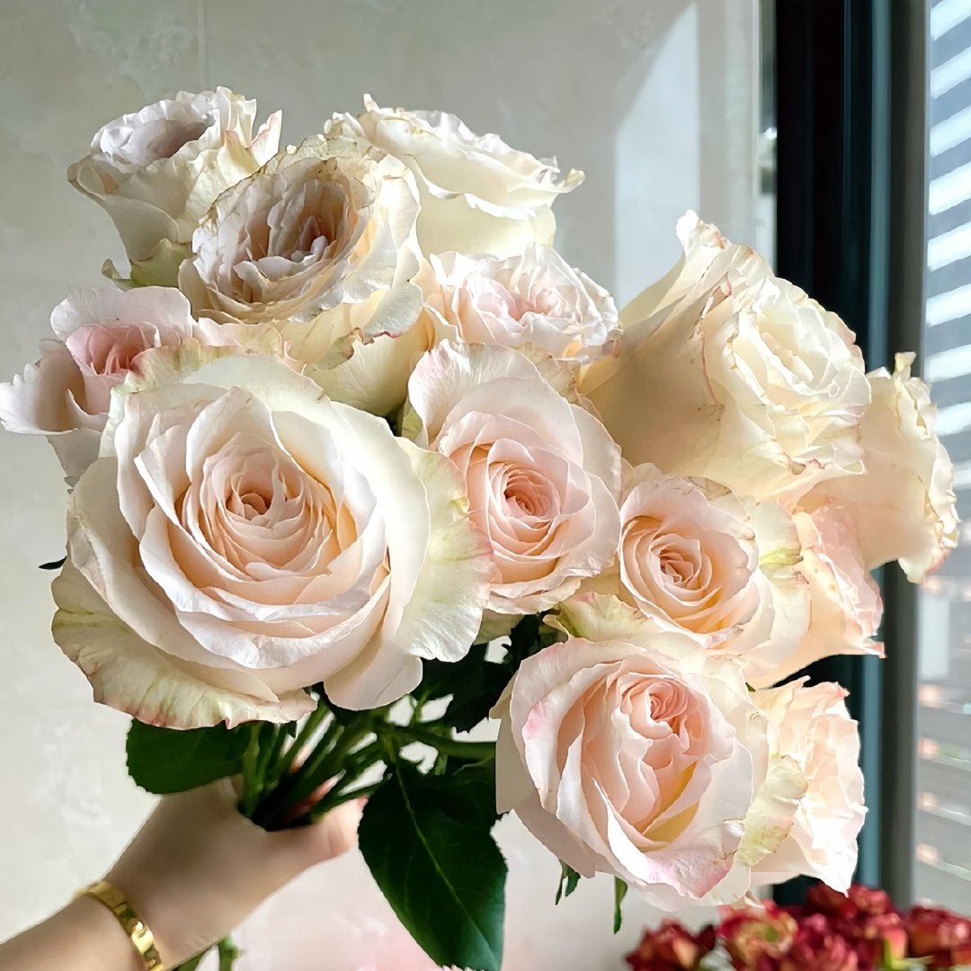 Hazel Rose Plant|赫兹 image 4