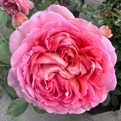 Jubilee Celebration Rose Plant｜银禧庆典 image 1