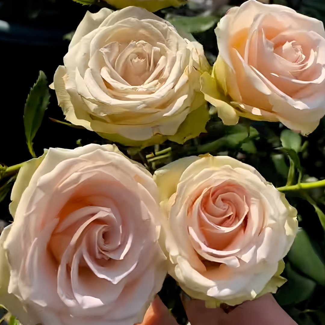 Lady Eva Rose Plant｜伊娃夫人 image 3