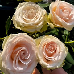 Lady Eva Rose Plant｜伊娃夫人 image 3