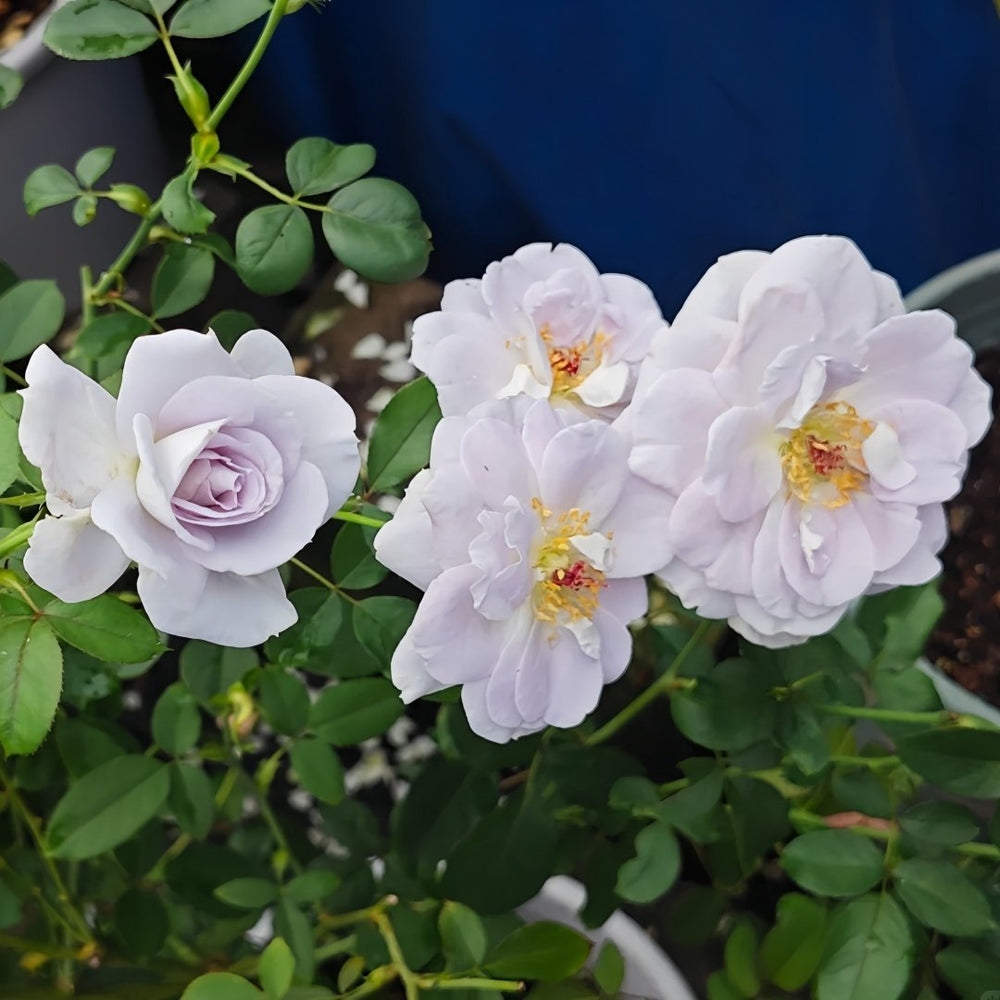 Porte Bleue Rose Plant|蓝色之门 image 6