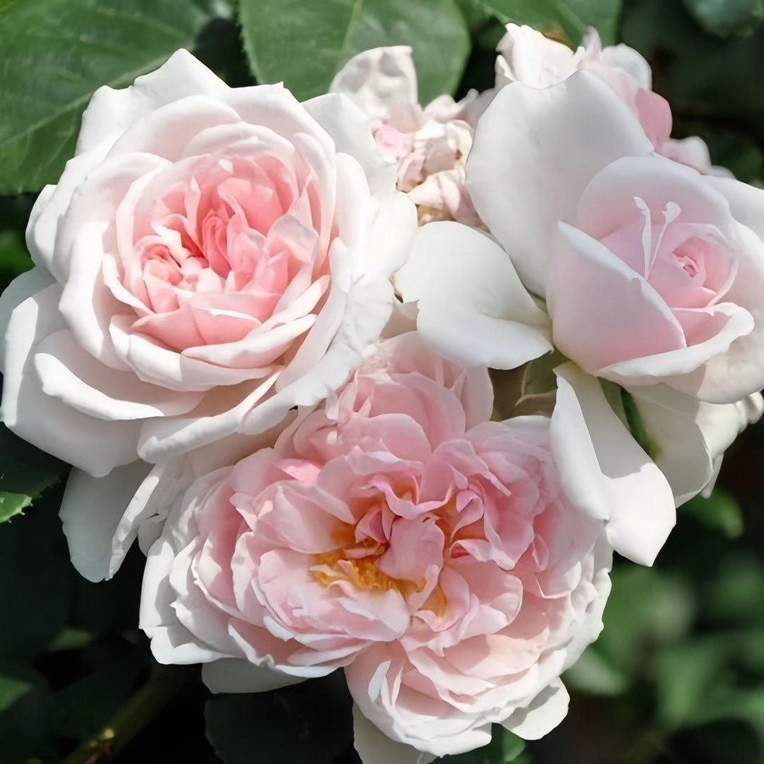 Cinderella Rose Plant|灰姑娘 image 0