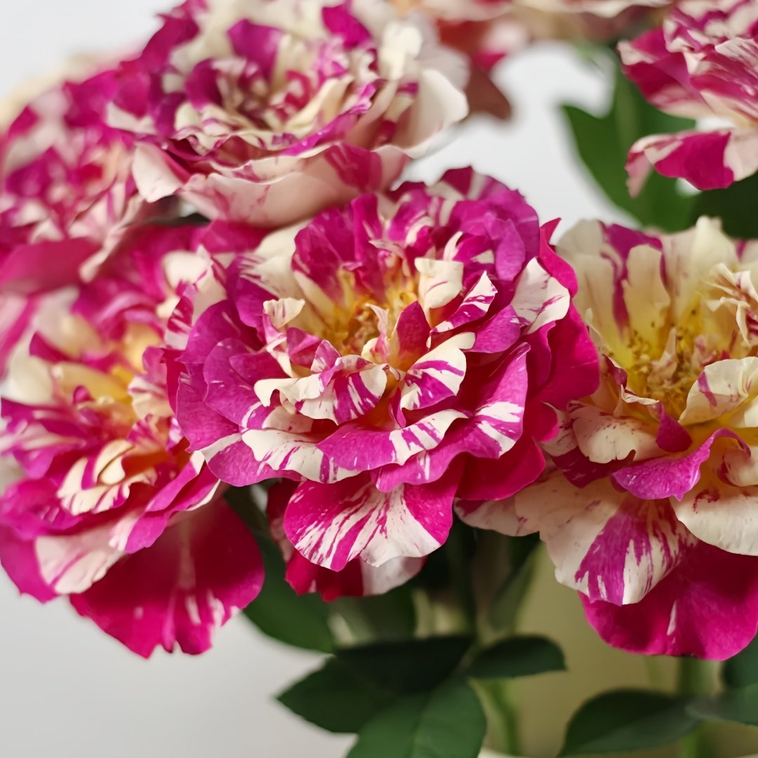 Maurice Utrillo Rose Plant｜莫里斯•尤特里罗 image 3