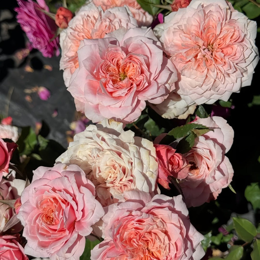 Mikoto Rose Plant｜美琴 image 4