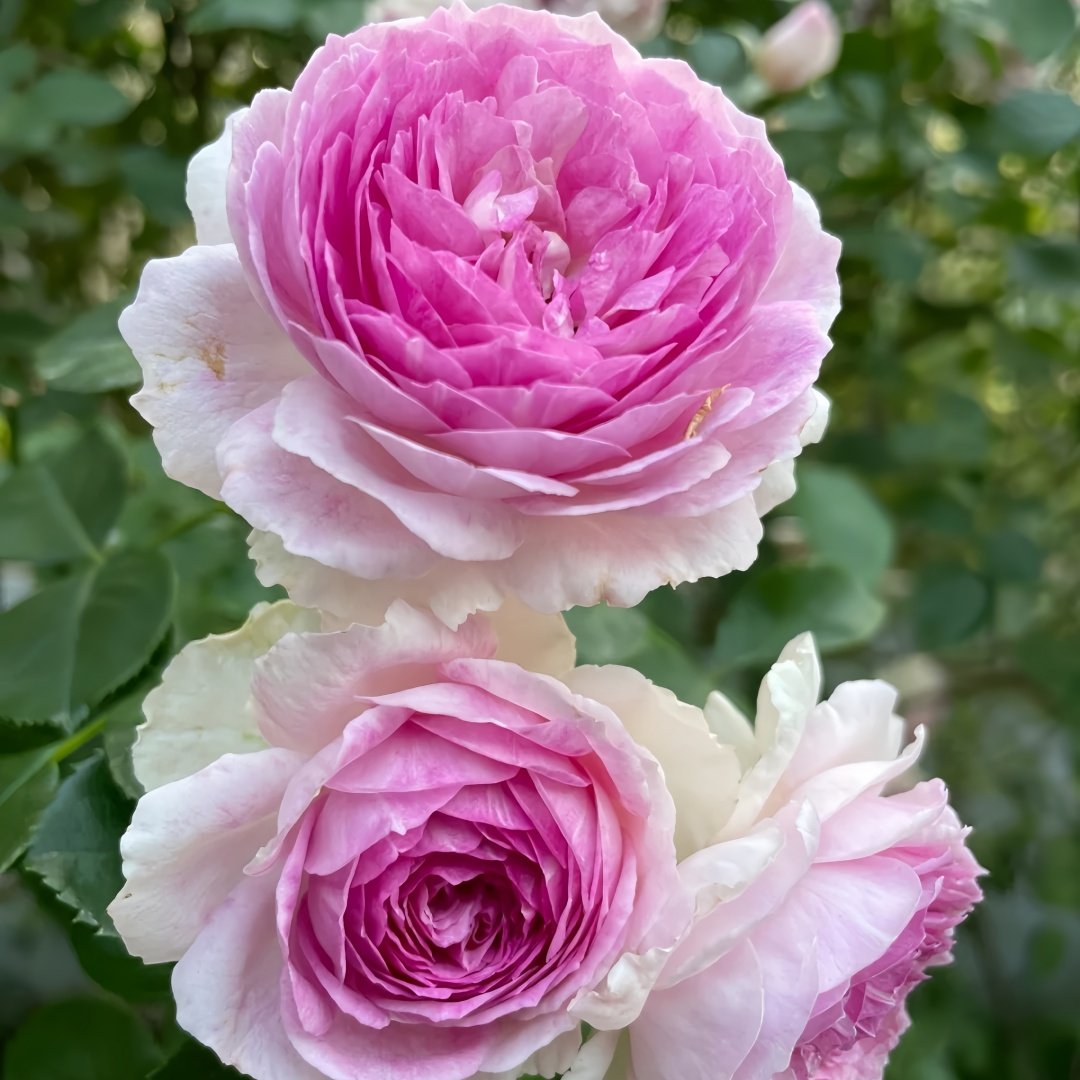 Vesalius Rose Plant｜维萨里 image 4