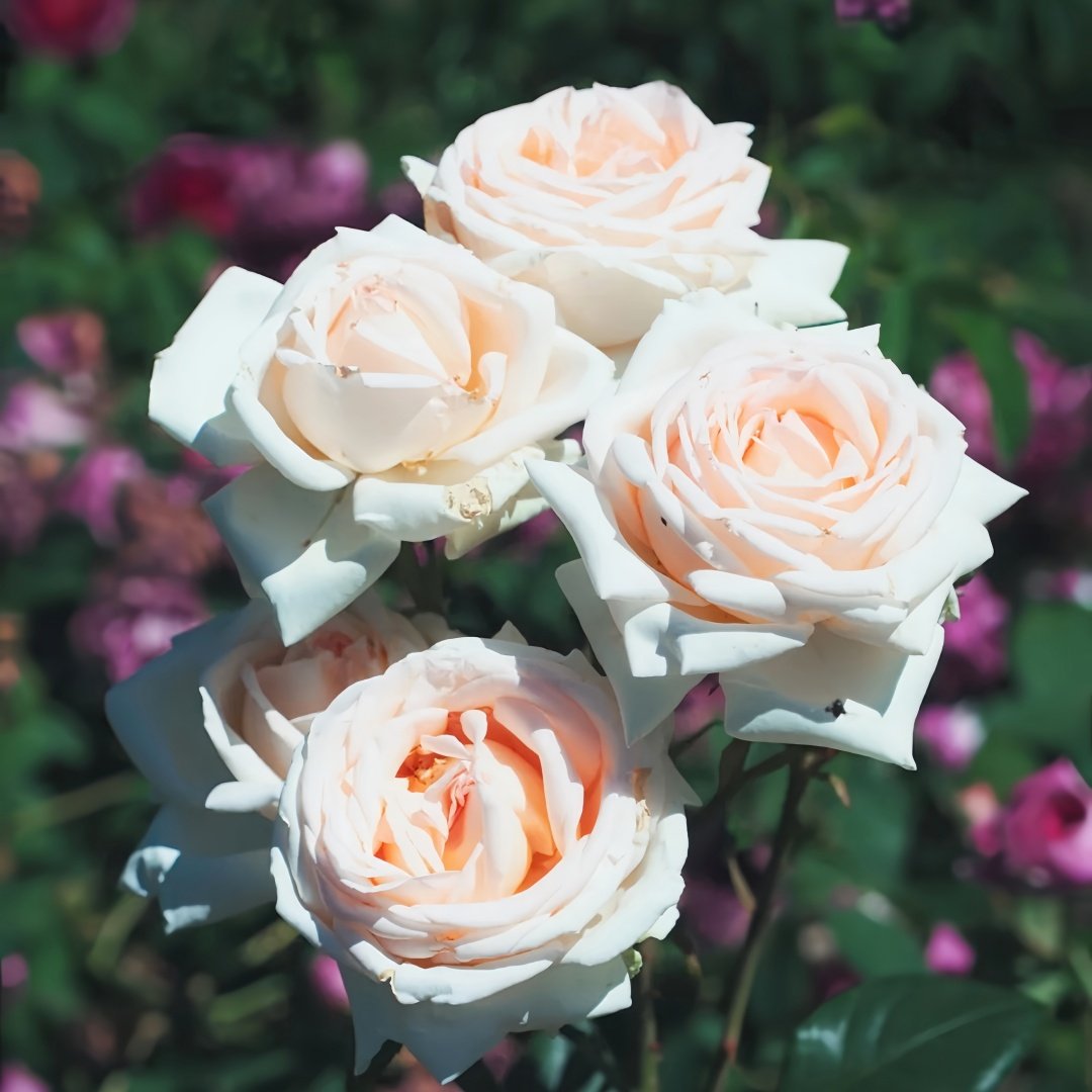 Gruaud Larose Rose Plant｜香槟美酒 image 5