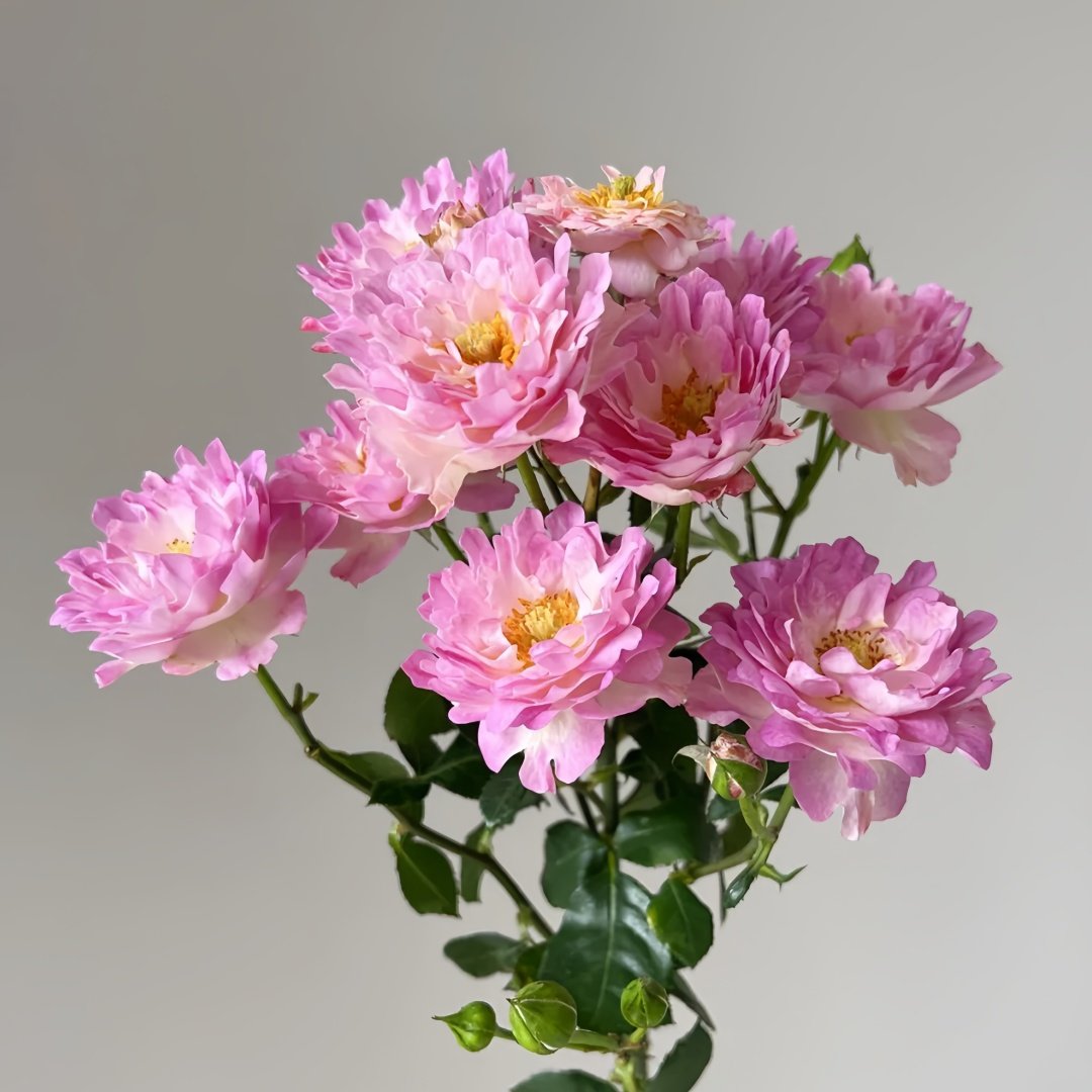 Sea Anemone Rose Plant | 海葵 image 8