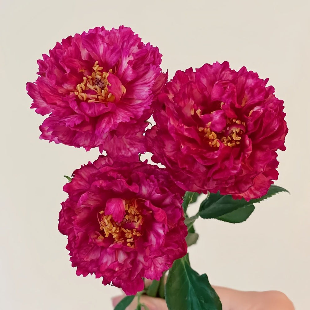 Ligare Rose Plant｜真彩230 image 1