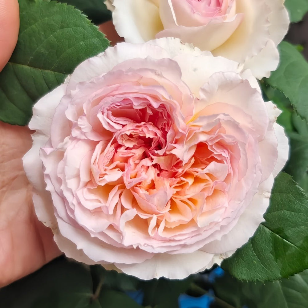 Traumerei Rose Plant | 梦幻曲 image 3