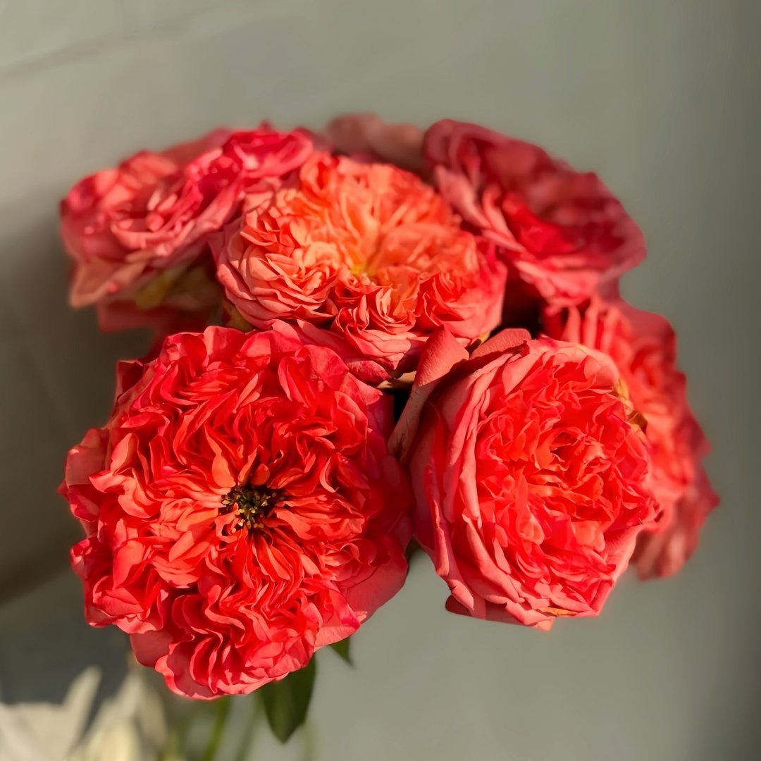 Coral Reeva Rose Plant｜珊瑚丽娃 image 2