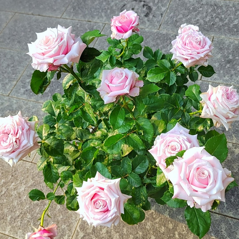 Lady Raphaela Rose Plant｜珍珠项链 image 7