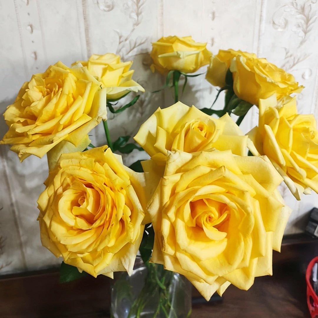 Gold Strike Rose Plant|金香玉 image 6