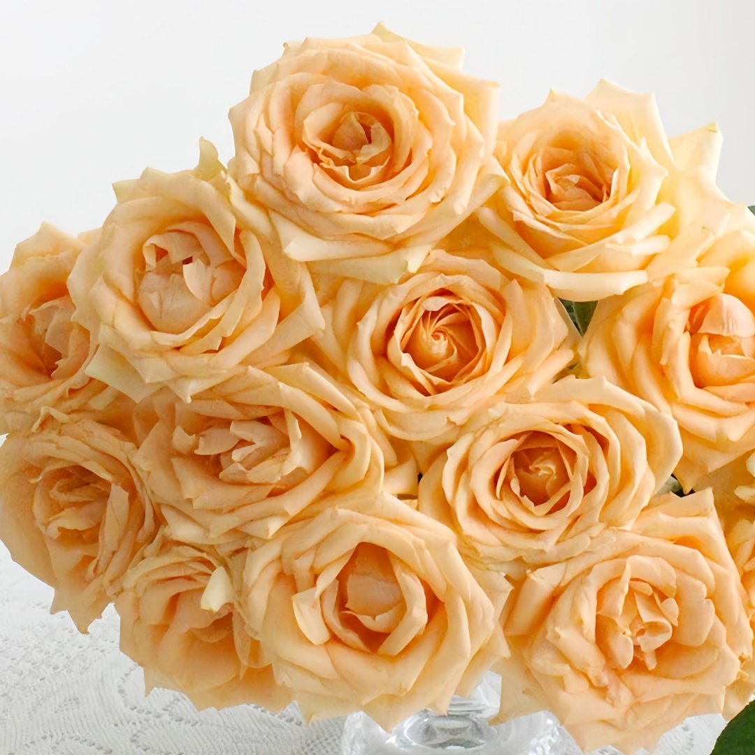 Peach Avalanche Rose Plant | 蜜桃雪山 image 1