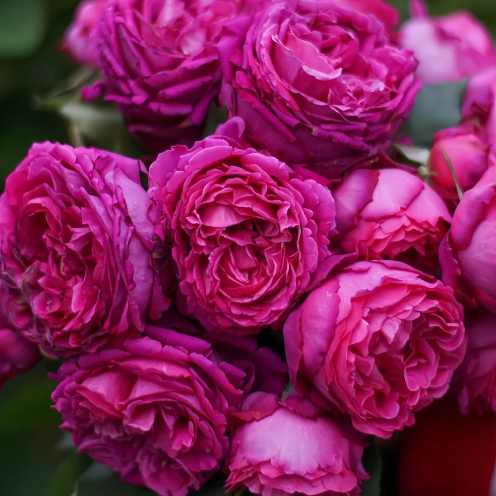 Scent Garden Rose Plant｜伊芙芳香花园 image 0