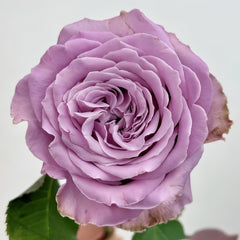 Princess Kaori Rose Plant|香织公主 image 3
