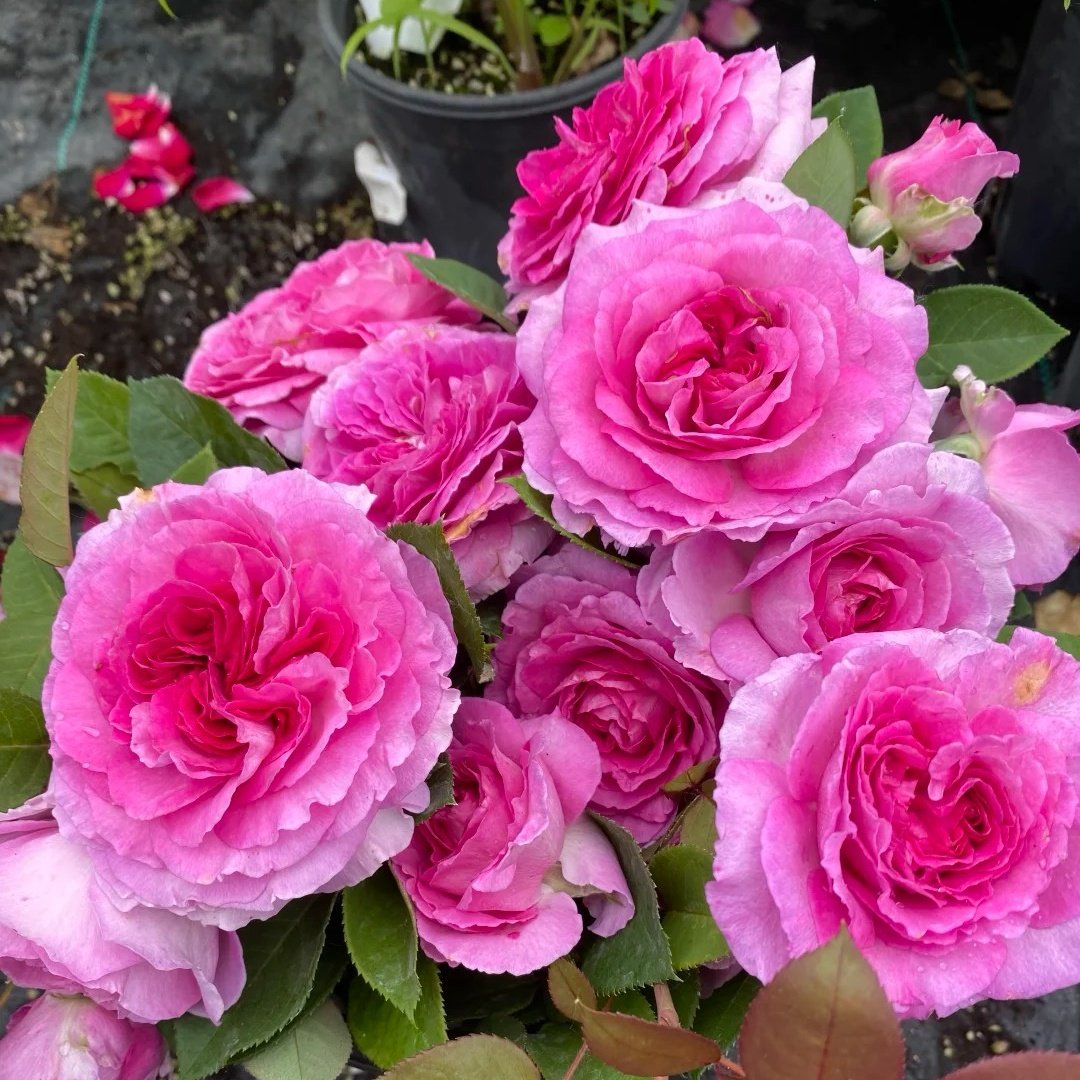 Fräulein Maria Rose Plant｜音乐之声 image 3
