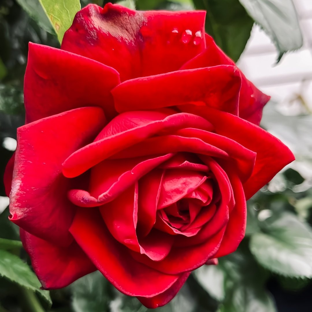 Republique de Montmartre Rose Plant｜蒙马特共和国 image 2